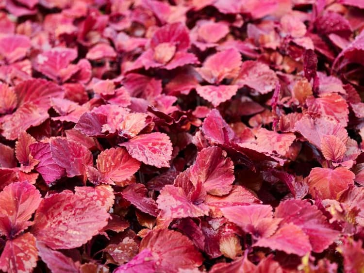 Are Coleus Plants Toxic to Cats? Waldo's Friends