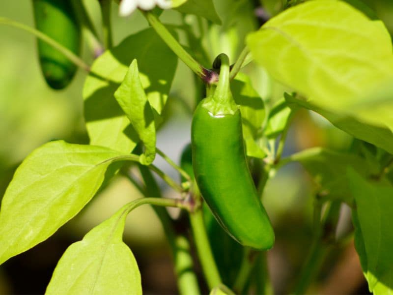 Are Jalapeño Plants Toxic to Cats? Waldo's Friends
