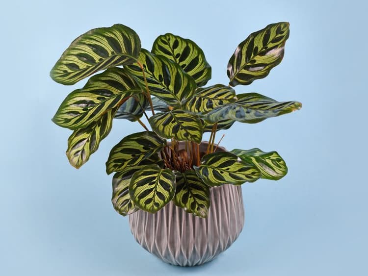 Are Peacock Plants Toxic to Cats? Waldo's Friends