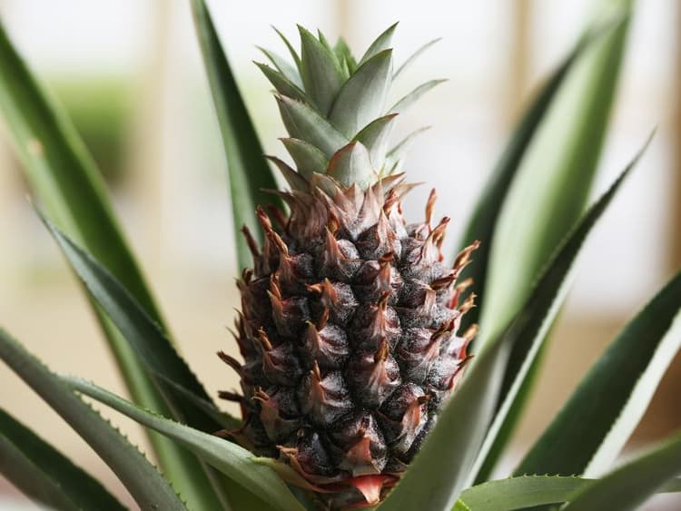 Are Pineapple Plants Toxic to Cats? Waldo's Friends