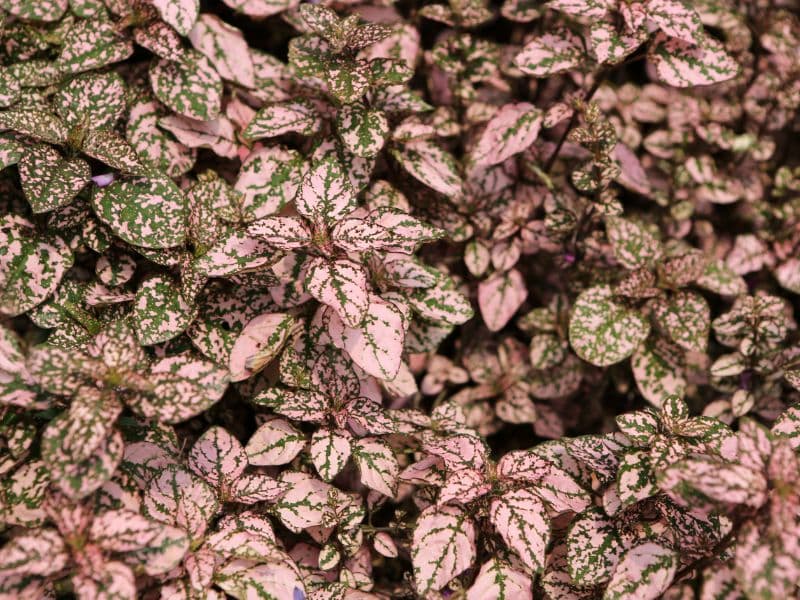 Are Pink Polka Dot Plants Toxic to Cats? Waldo's Friends