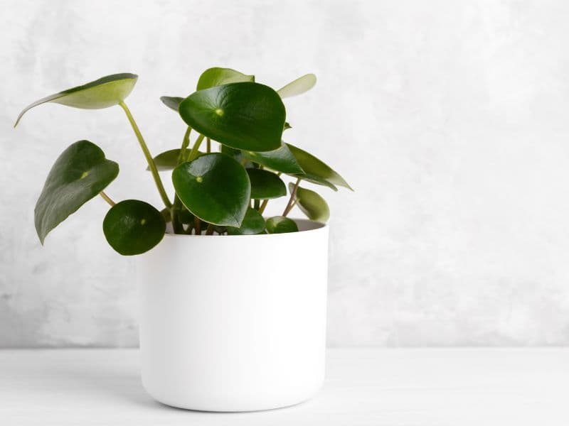 Are Raindrop Plants Toxic to Cats?