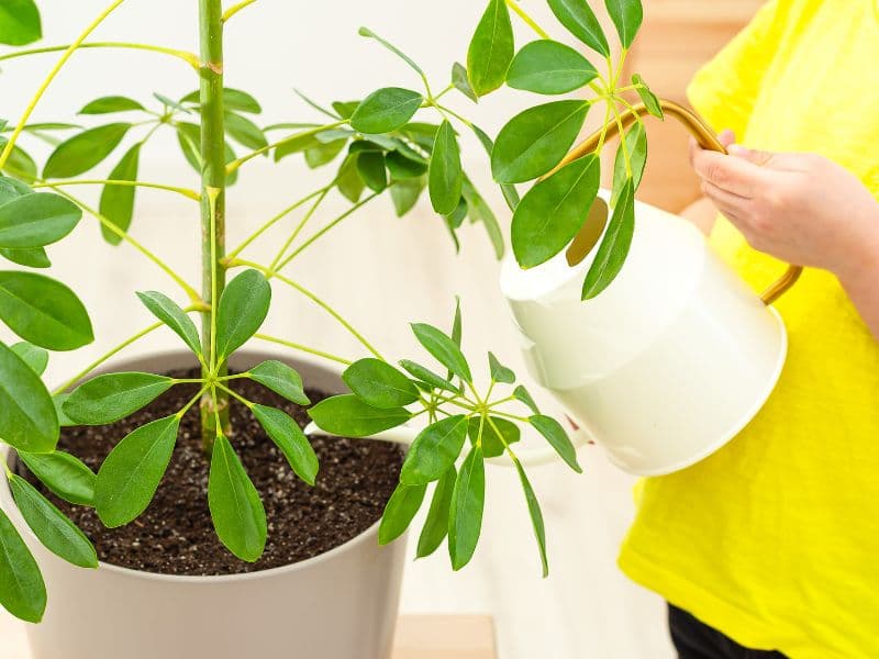 Are Schefflera Plants Toxic to Cats? Waldo's Friends