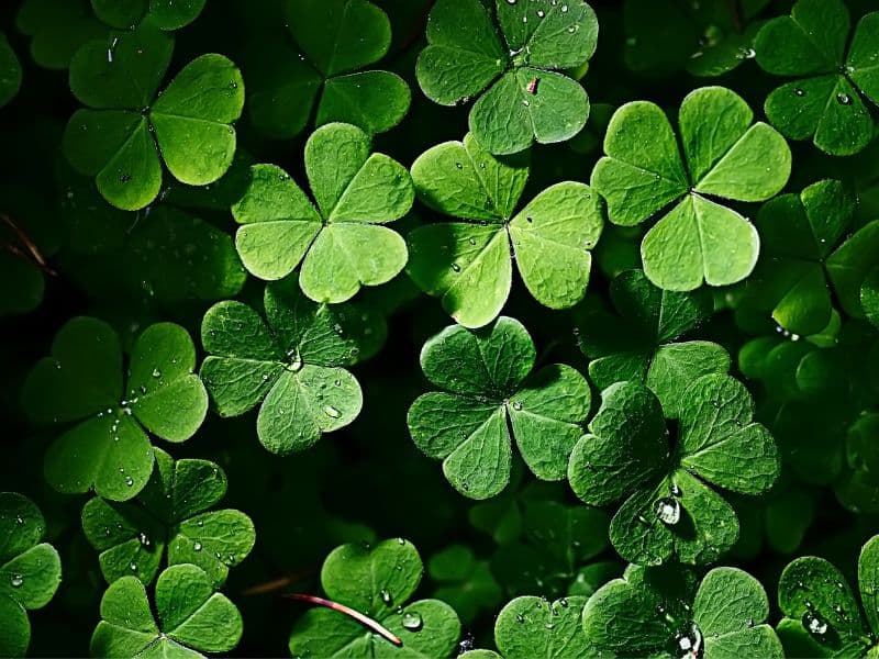 Are Shamrock Plants Toxic to Cats? Waldo's Friends