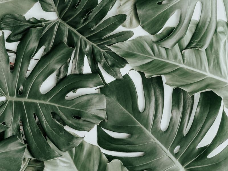 Are Swiss Cheese Plants Toxic to Cats? Waldo's Friends