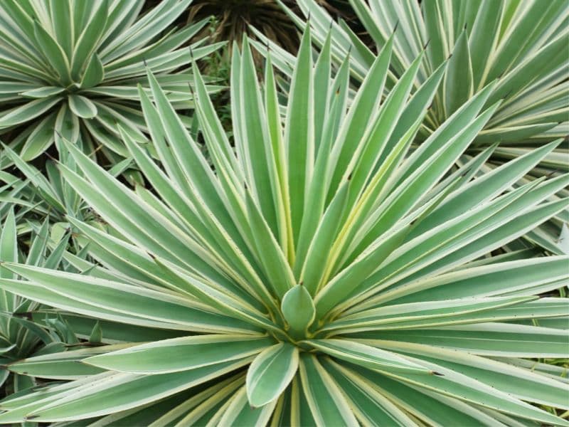 Are Agave Plants Toxic to Dogs? Waldo's Friends