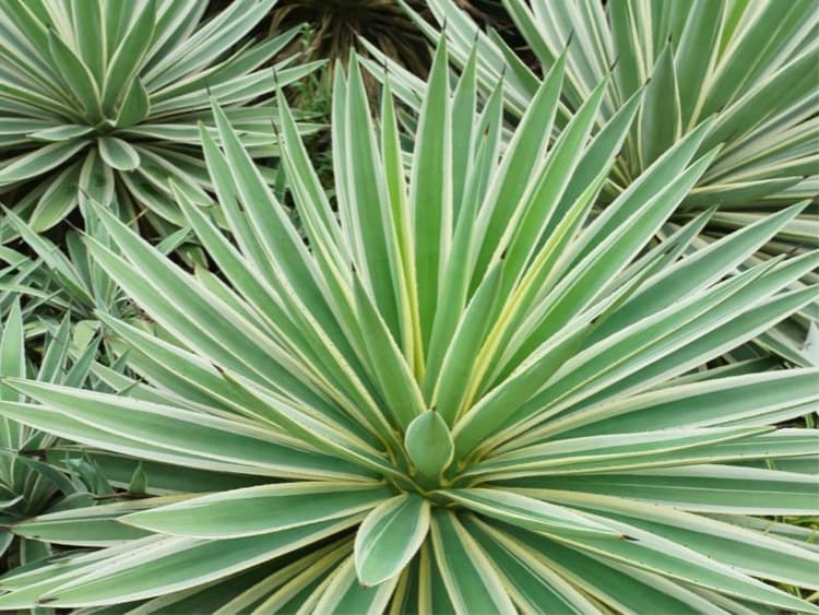 Are Agave Plants Toxic to Dogs? Waldo's Friends