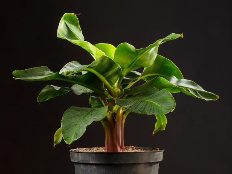 Are Banana Plants Toxic to Dogs? Waldo's Friends