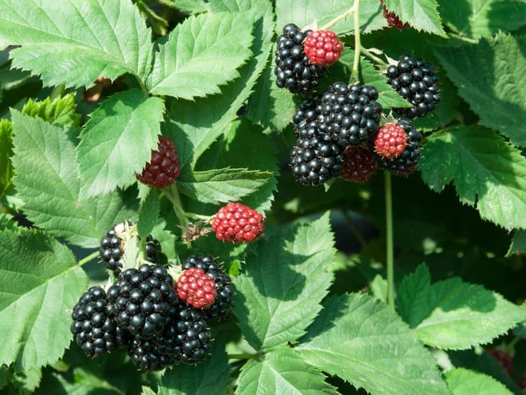 Are Blackberry Plants Toxic to Dogs? Waldo's Friends