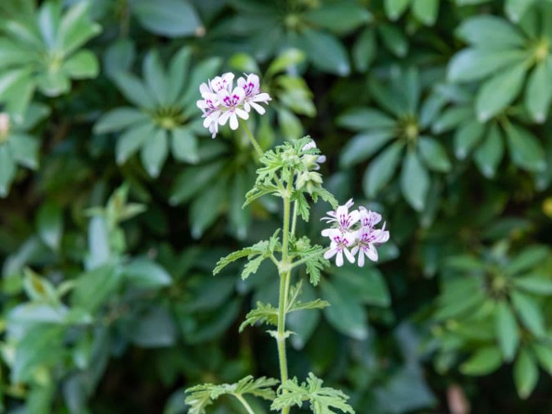 Are Citronella Plants Toxic to Dogs? Waldo's Friends