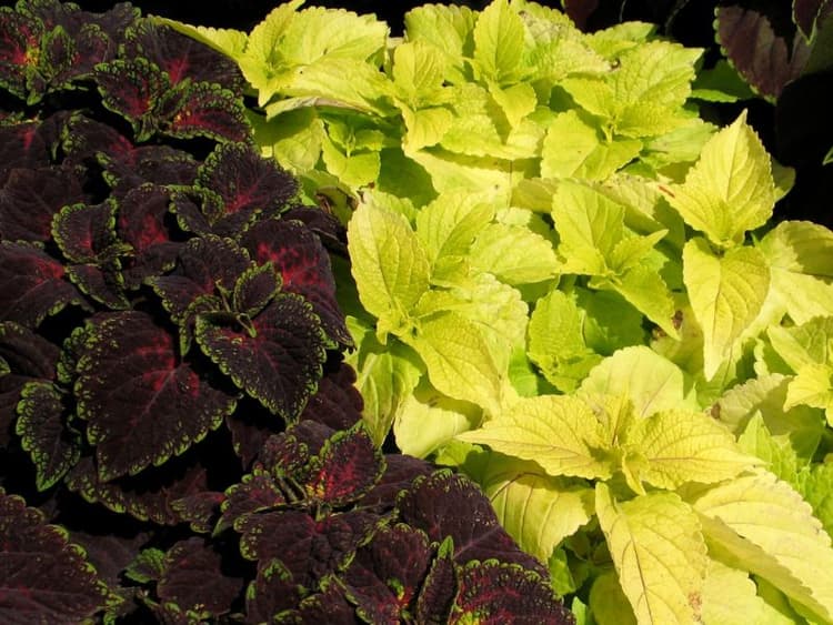 are coleus plants poisonous to dogs