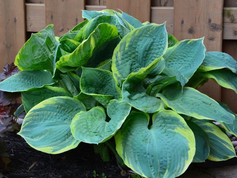 Are Hosta Plants Toxic to Dogs? Waldo's Friends