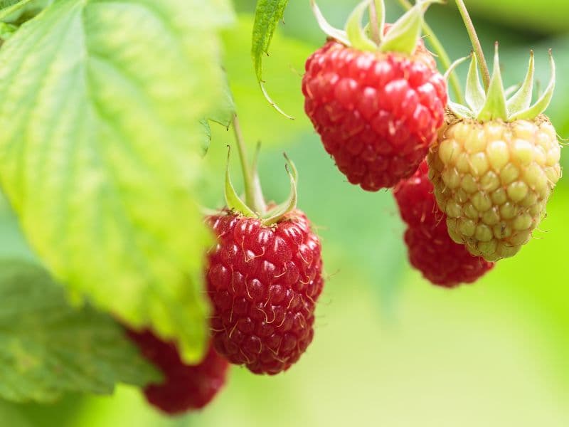Are Raspberry Plants Toxic to Dogs? Waldo's Friends