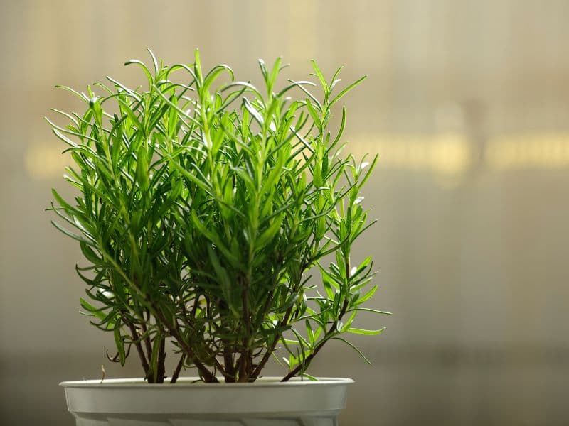 Are Rosemary Plants Toxic to Dogs? Waldo's Friends