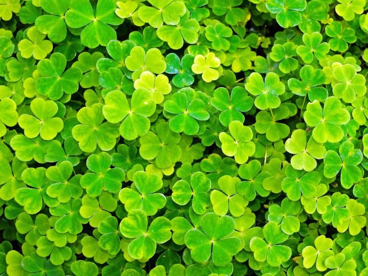 Are Shamrock Plants Toxic to Dogs? Waldo's Friends