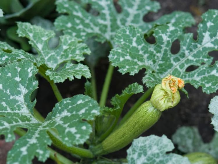 are-squash-plants-toxic-to-dogs-waldo-s-friends