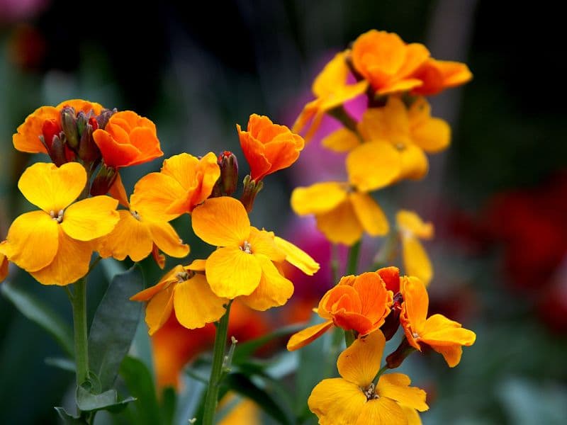 Are Wallflower Plants Toxic to Dogs? Waldo's Friends