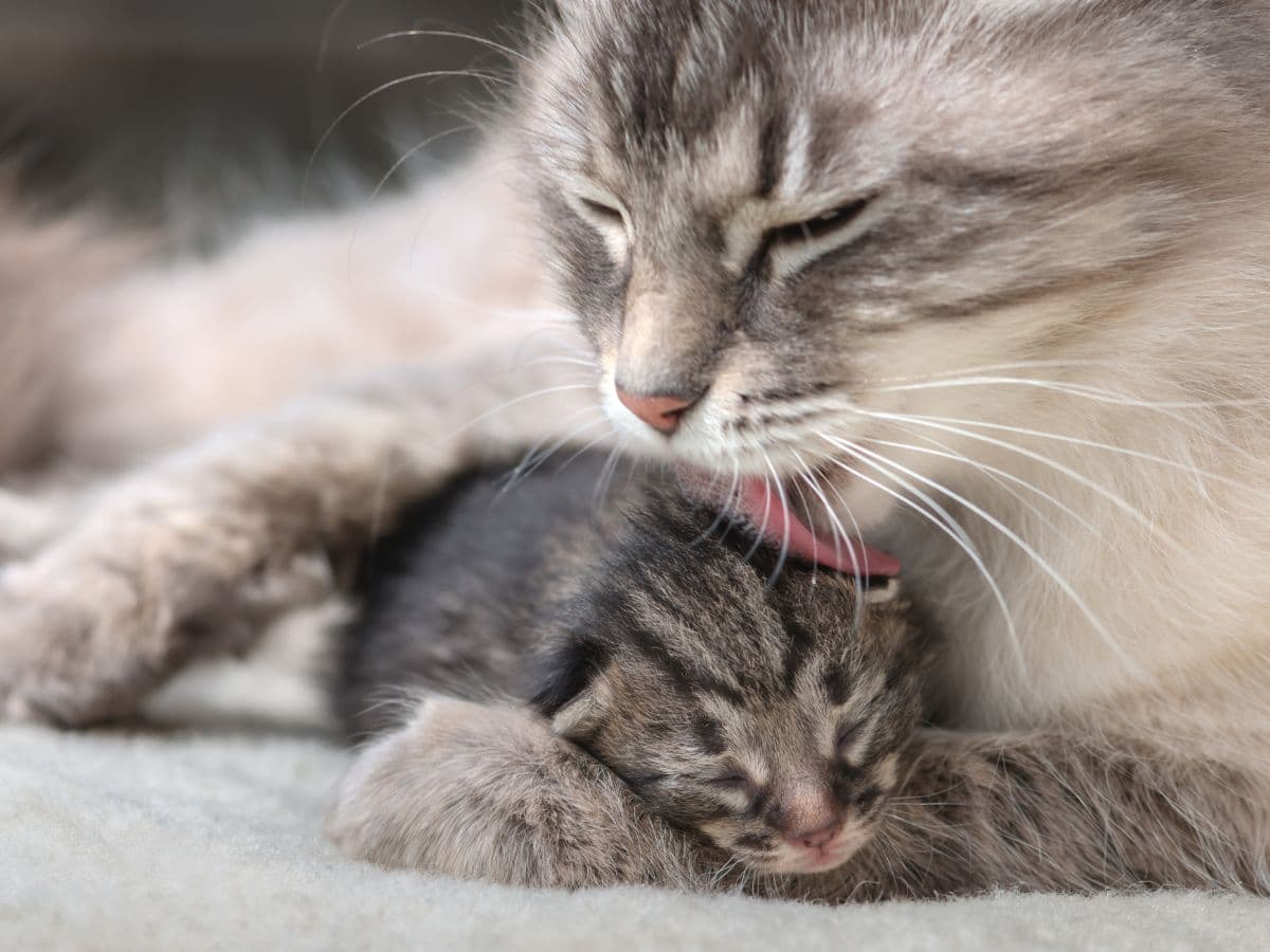 What can baby cats eat? A quick guide to feeding kittens Waldo's Friends