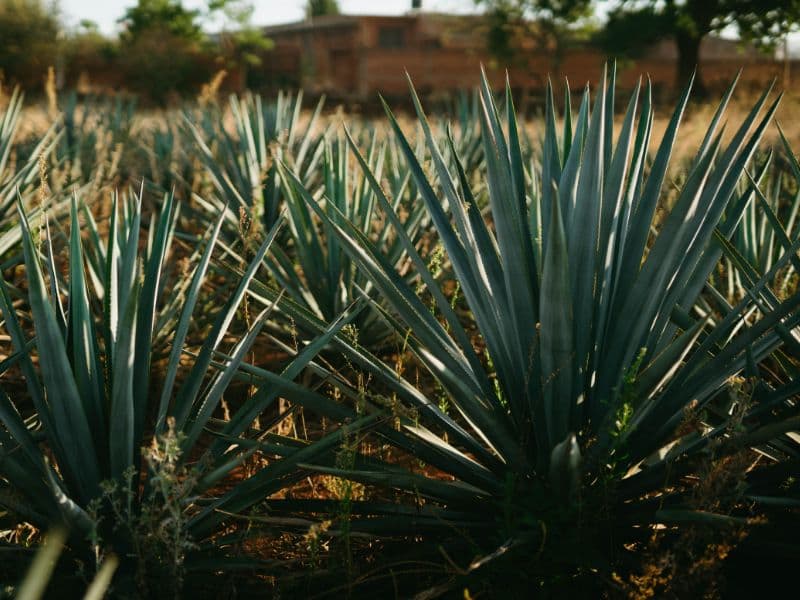 Are Agave Plants Toxic to Cats? Waldo's Friends