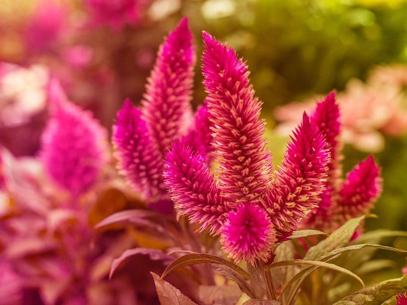 Are Celosia Plants Toxic to Cats? | Waldo's Friends