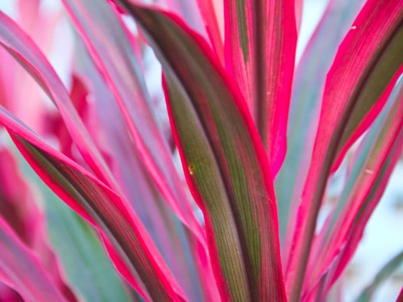 Are Cordyline Plants Toxic to Cats? Waldo's Friends