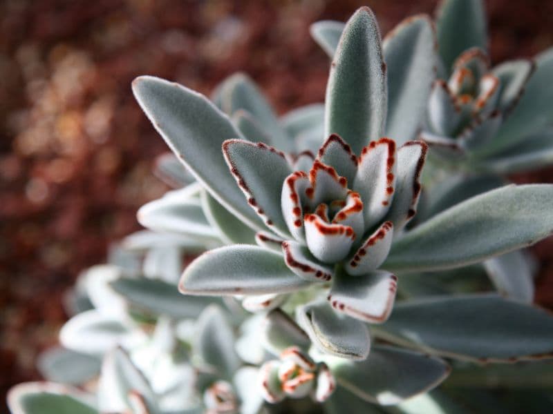 Are Panda Plants Toxic to Cats? Waldo's Friends