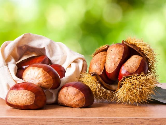 can-dogs-eat-chestnuts-waldo-s-friends