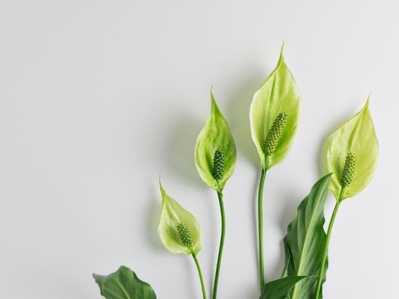 Are Peace Lily Plants Toxic to Dogs? Waldo