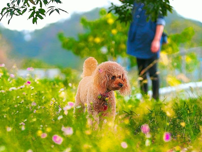 Top 10 Toxic Plants for Dogs Waldo's Friends