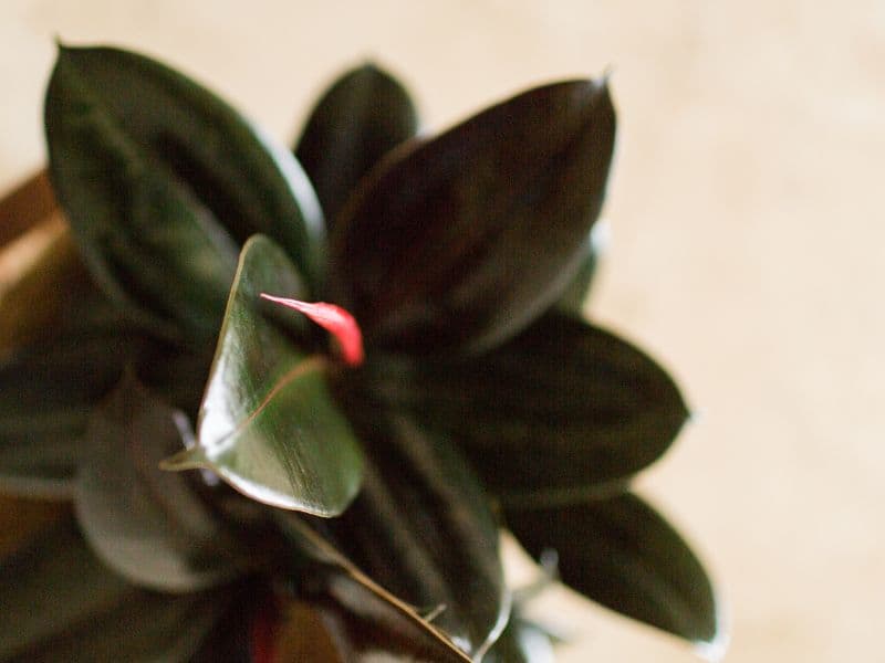 Are Burgundy Rubber Plants Toxic to Cats? Waldo's Friends