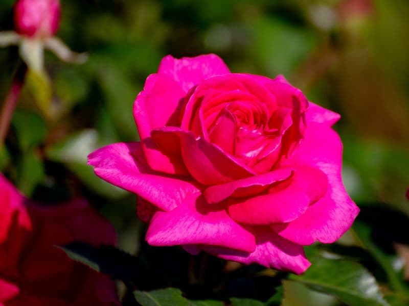 Are Rose Plants Toxic to Cats? Waldo