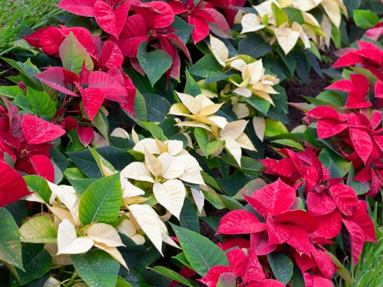 Are Poinsettia Plants Toxic to Cats? | Waldo's Friends