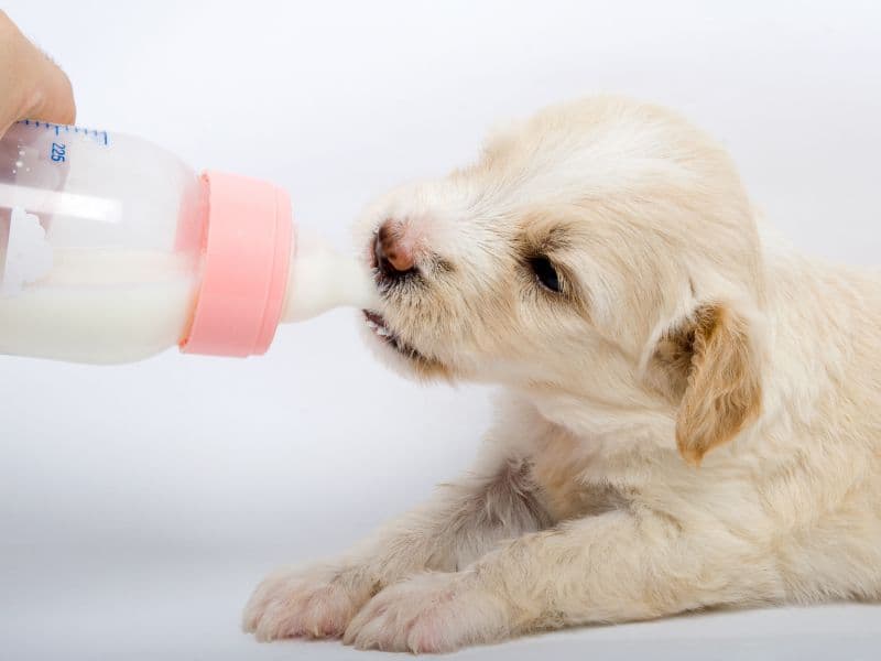 Can Dogs Drink Milk?