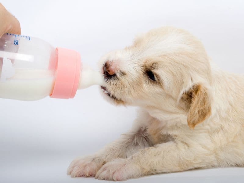 Can Dogs Drink Milk? Waldo's Friends